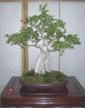 Ficus nitida